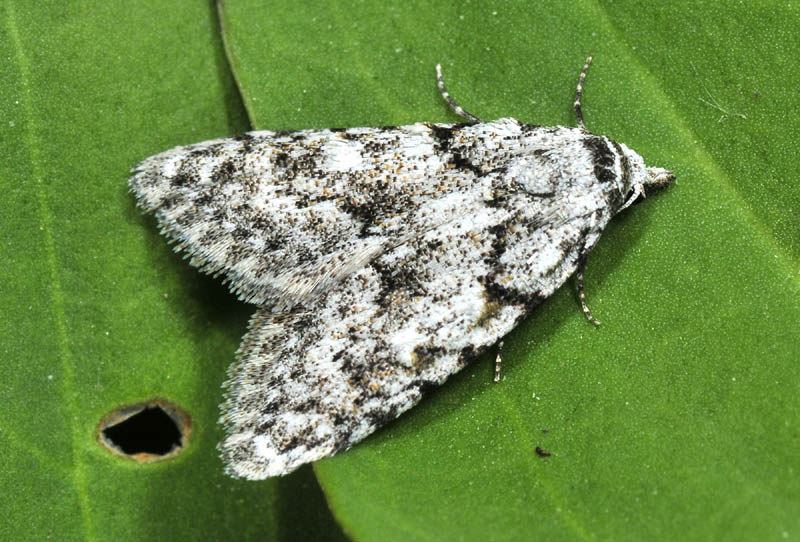 Nolidae: Nola cicatricalis